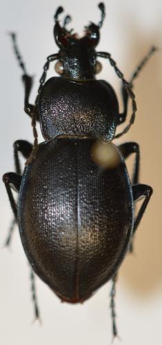 Carabus convexus